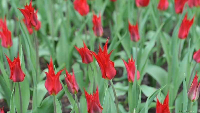 7 Heirloom Tulip Varieties That Transform Your Spring Garden