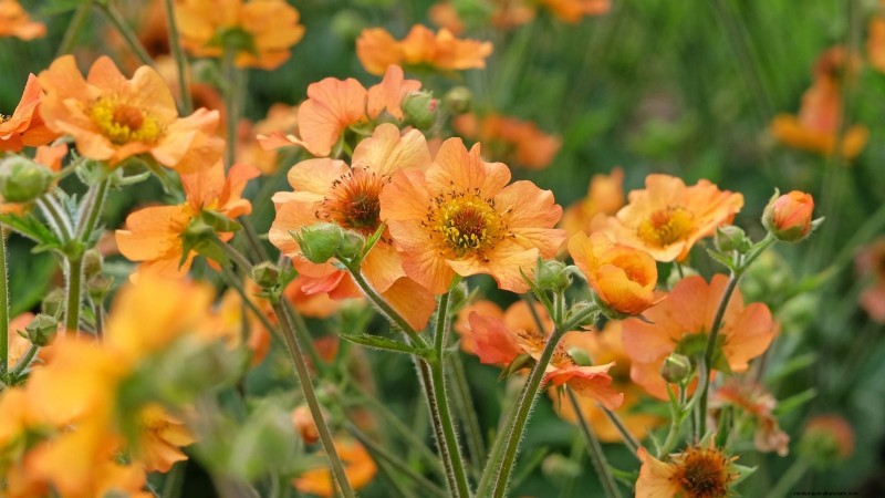 Planting & Caring for the Vibrant ‘Totally Tangerine’ Geum – A Low‑Maintenance Perennial Guide