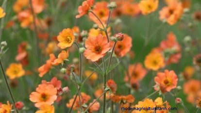 Planting & Caring for the Vibrant ‘Totally Tangerine’ Geum – A Low‑Maintenance Perennial Guide