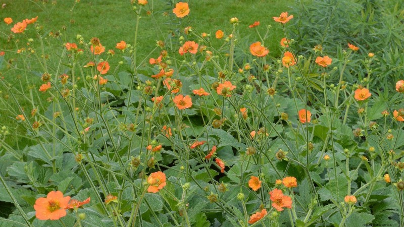 Planting & Caring for the Vibrant ‘Totally Tangerine’ Geum – A Low‑Maintenance Perennial Guide