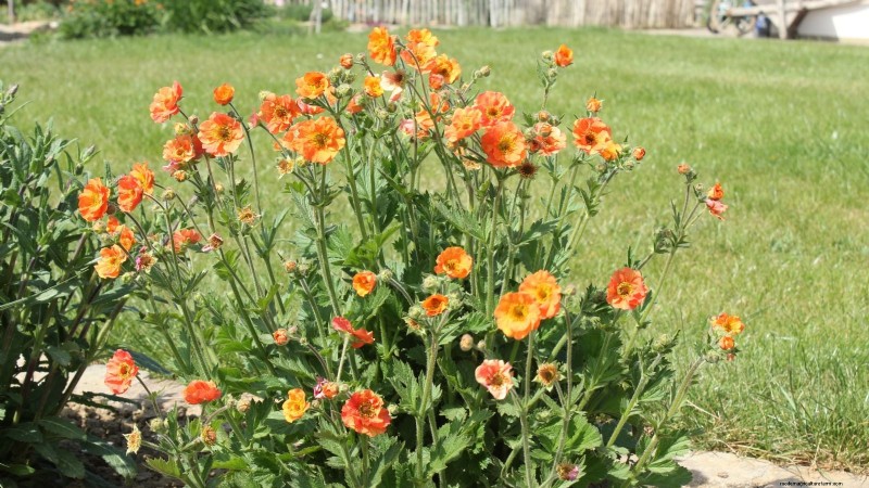 Planting & Caring for the Vibrant ‘Totally Tangerine’ Geum – A Low‑Maintenance Perennial Guide