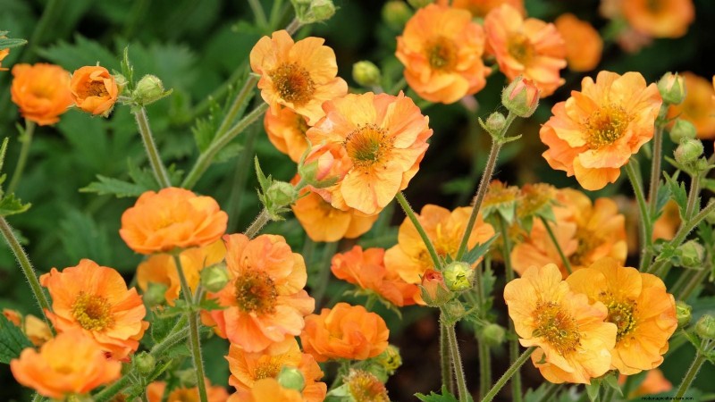Planting & Caring for the Vibrant ‘Totally Tangerine’ Geum – A Low‑Maintenance Perennial Guide
