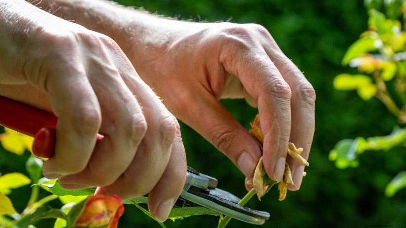 Planting & Caring for the Vibrant ‘Totally Tangerine’ Geum – A Low‑Maintenance Perennial Guide