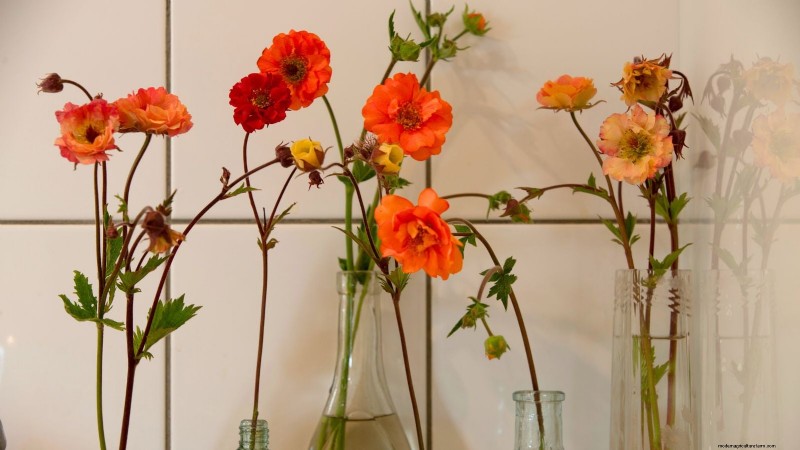 Planting & Caring for the Vibrant ‘Totally Tangerine’ Geum – A Low‑Maintenance Perennial Guide
