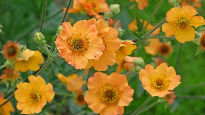Planting & Caring for the Vibrant ‘Totally Tangerine’ Geum – A Low‑Maintenance Perennial Guide