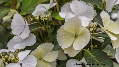 Cascade Hydrangeas: Expert Guide to Planting, Growing, and Care