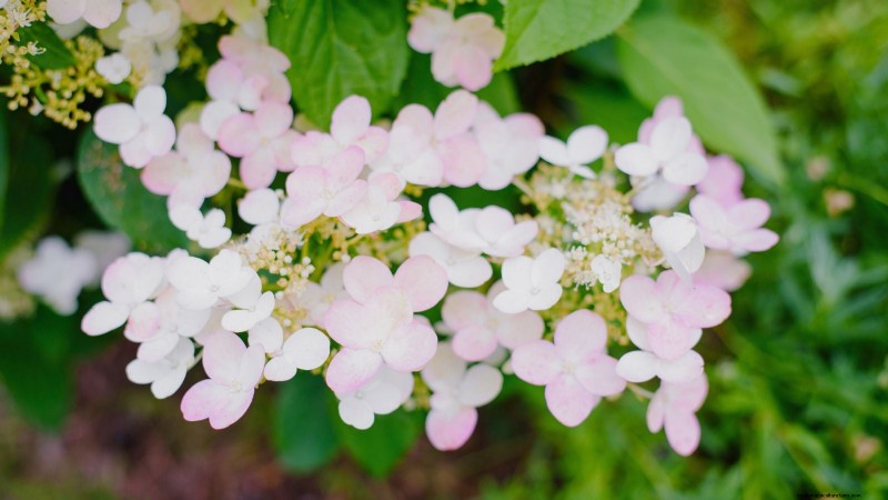 Cascade Hydrangeas: Expert Guide to Planting, Growing, and Care