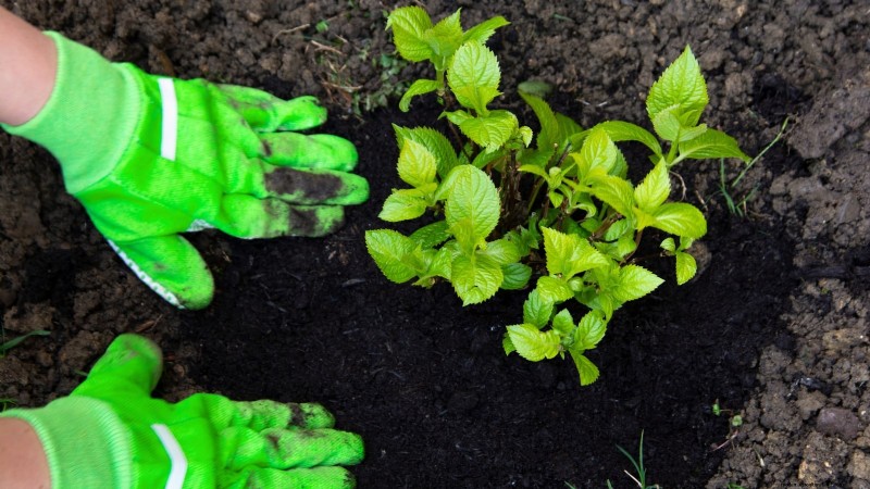 Cascade Hydrangeas: Expert Guide to Planting, Growing, and Care