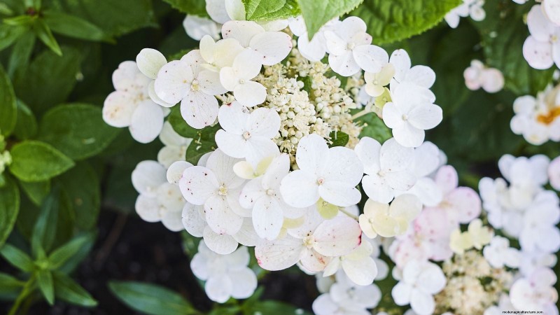 Cascade Hydrangeas: Expert Guide to Planting, Growing, and Care