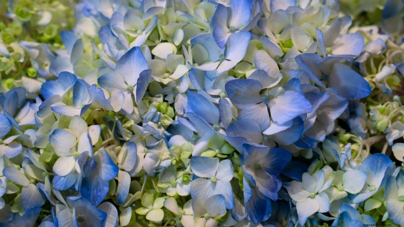 Cascade Hydrangeas: Expert Guide to Planting, Growing, and Care