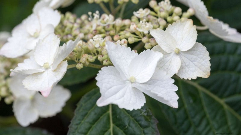 Cascade Hydrangeas: Expert Guide to Planting, Growing, and Care