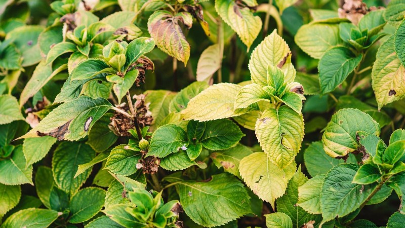 Cascade Hydrangeas: Expert Guide to Planting, Growing, and Care