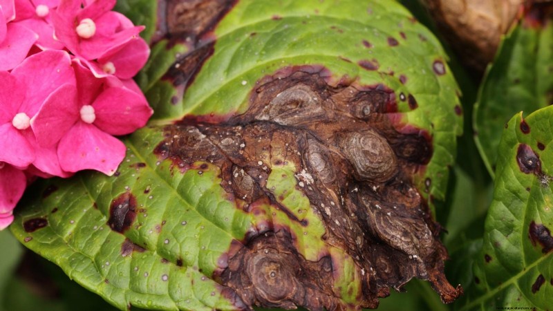 Cascade Hydrangeas: Expert Guide to Planting, Growing, and Care