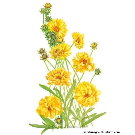 Start These 7 Flower Seeds in March for a Lush, Overflowing Garden Border