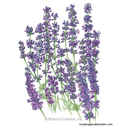 Start These 7 Flower Seeds in March for a Lush, Overflowing Garden Border
