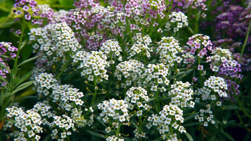 Start These 7 Flower Seeds in March for a Lush, Overflowing Garden Border