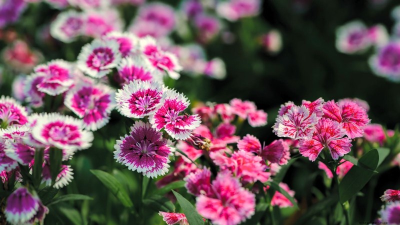 Start These 7 Flower Seeds in March for a Lush, Overflowing Garden Border