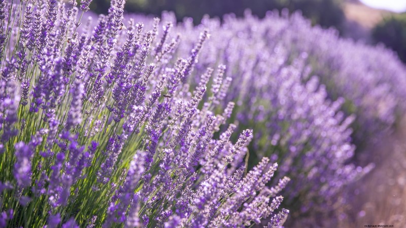 Start These 7 Flower Seeds in March for a Lush, Overflowing Garden Border