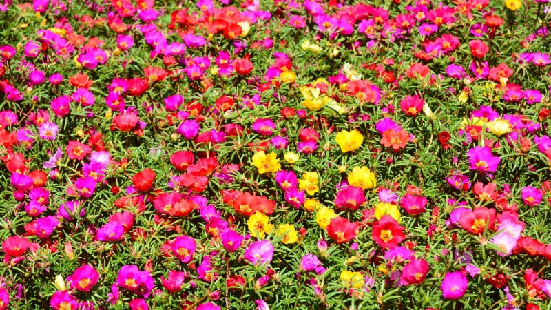 Start These 7 Flower Seeds in March for a Lush, Overflowing Garden Border