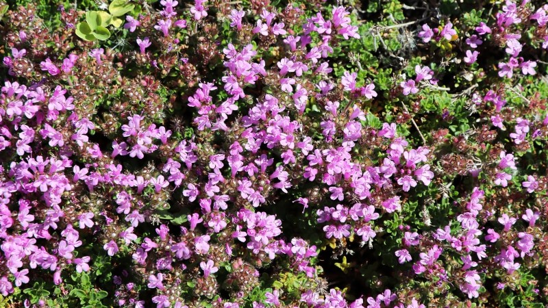 Start These 7 Flower Seeds in March for a Lush, Overflowing Garden Border