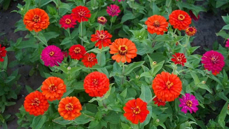 Start These 7 Flower Seeds in March for a Lush, Overflowing Garden Border