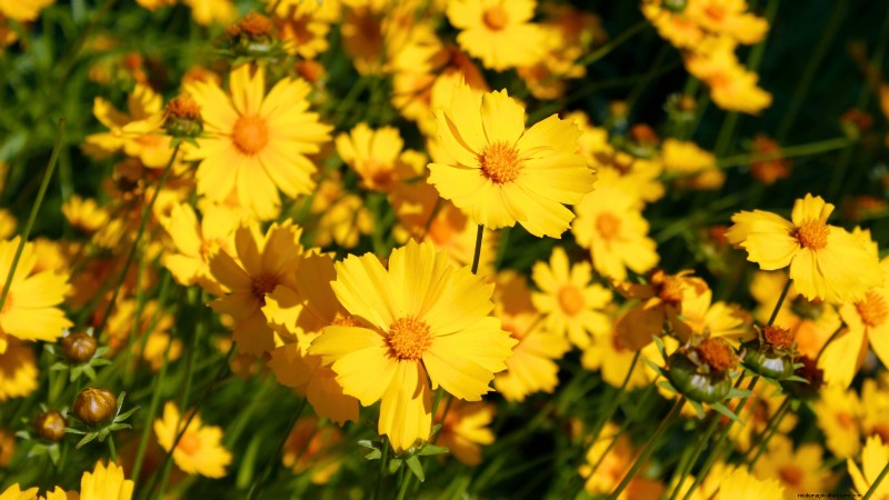 Start These 7 Flower Seeds in March for a Lush, Overflowing Garden Border