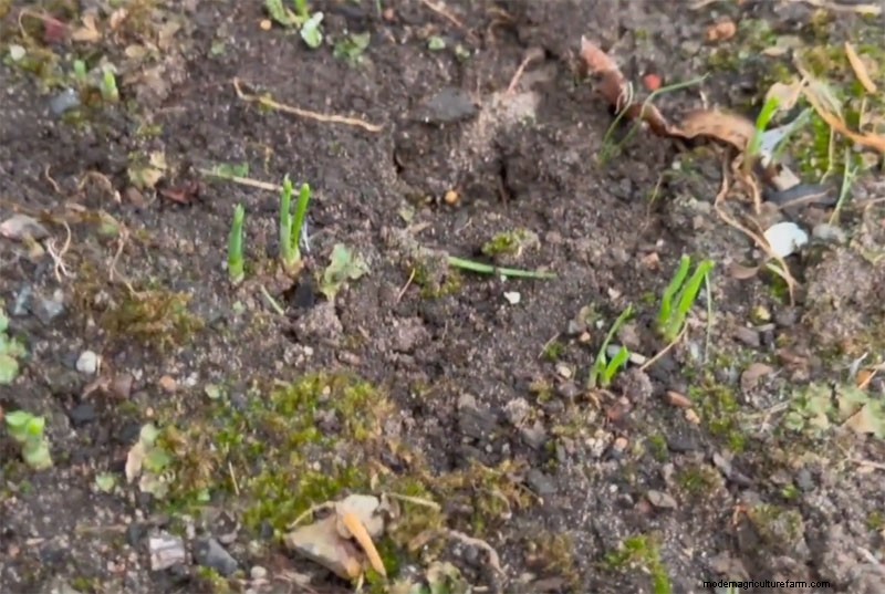 How to Grow Thick, Delicious Leeks: Expert Planting, Blanching, and Pest‑Control Secrets
