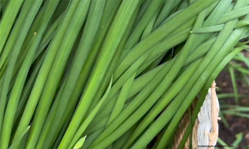 How to Grow Thick, Delicious Leeks: Expert Planting, Blanching, and Pest‑Control Secrets