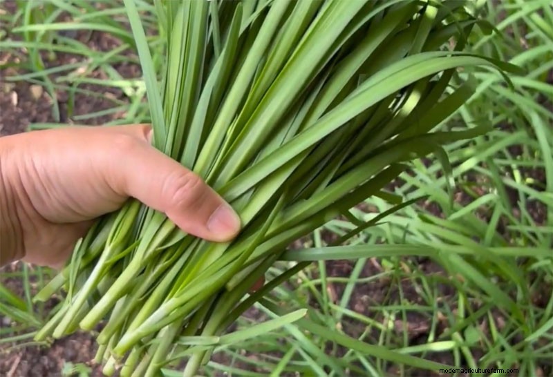 How to Grow Thick, Delicious Leeks: Expert Planting, Blanching, and Pest‑Control Secrets