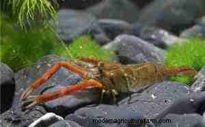 Red Claw Shrimp (Macrobrachium dayanum & assamense): Expert Care, Habitat & Breeding Guide
