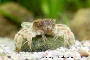 Ghost Dwarf Crab (Potamocypoda pugil): Expert Care, Diet, and Breeding Guide