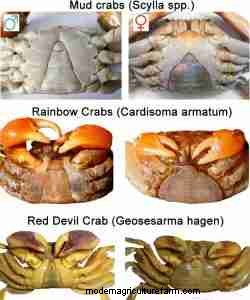 How to Distinguish Male from Female Crabs: A Practical Guide for Researchers and Hobbyists