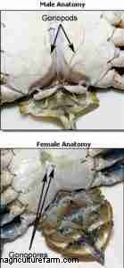 How to Distinguish Male from Female Crabs: A Practical Guide for Researchers and Hobbyists