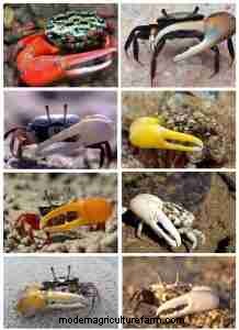 How to Distinguish Male from Female Crabs: A Practical Guide for Researchers and Hobbyists