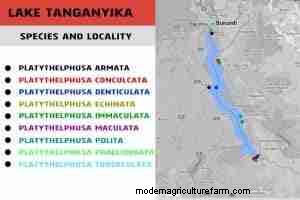 Tanganyika Crabs (Platythelphusa spp.): Expert Care, Diet, and Breeding Guide