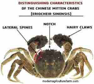 Comprehensive Guide to the Chinese Mitten Crab: Habitat, Care, and Invasive Impact