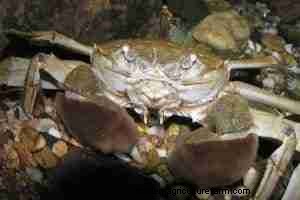 Comprehensive Guide to the Chinese Mitten Crab: Habitat, Care, and Invasive Impact