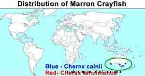 Marron Crayfish Care Guide: Habitat, Diet, Breeding & Tank Setup