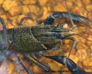 Marron Crayfish Care Guide: Habitat, Diet, Breeding & Tank Setup