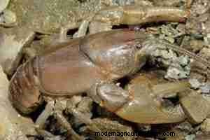 Cambarus bartonii: Comprehensive Care, Diet, and Breeding Guide for Aquarists