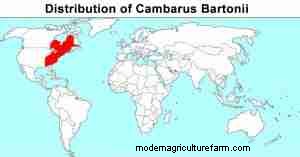 Cambarus bartonii: Comprehensive Care, Diet, and Breeding Guide for Aquarists