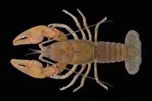 Cambarus bartonii: Comprehensive Care, Diet, and Breeding Guide for Aquarists