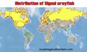 Signal Crayfish Care Guide: From Habitat to Breeding – Expert Tips & Safety Precautions