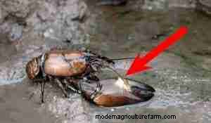Signal Crayfish Care Guide: From Habitat to Breeding – Expert Tips & Safety Precautions