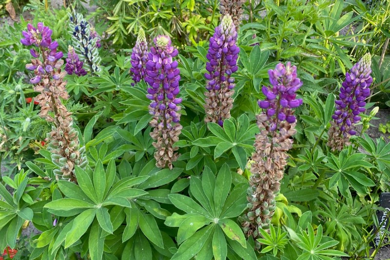 Expert Guide to Post‑Bloom Care for Lupines: Deadheading, Seeding, and Preparing for a Vibrant Next Season