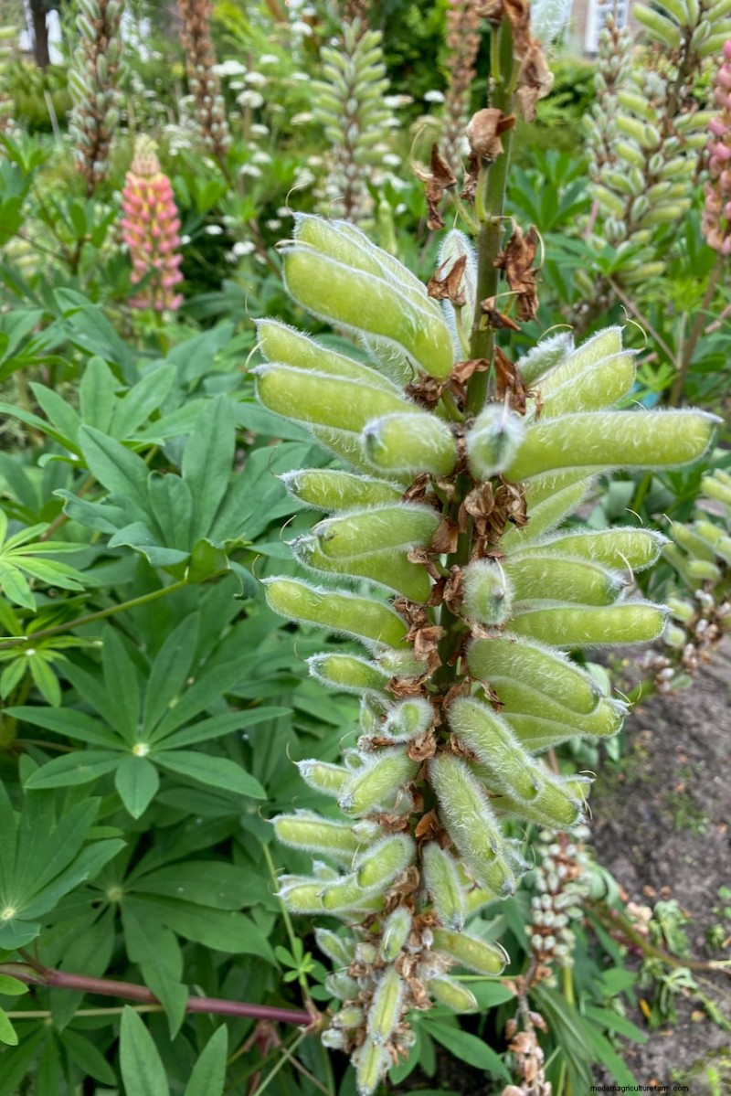 Expert Guide to Post‑Bloom Care for Lupines: Deadheading, Seeding, and Preparing for a Vibrant Next Season