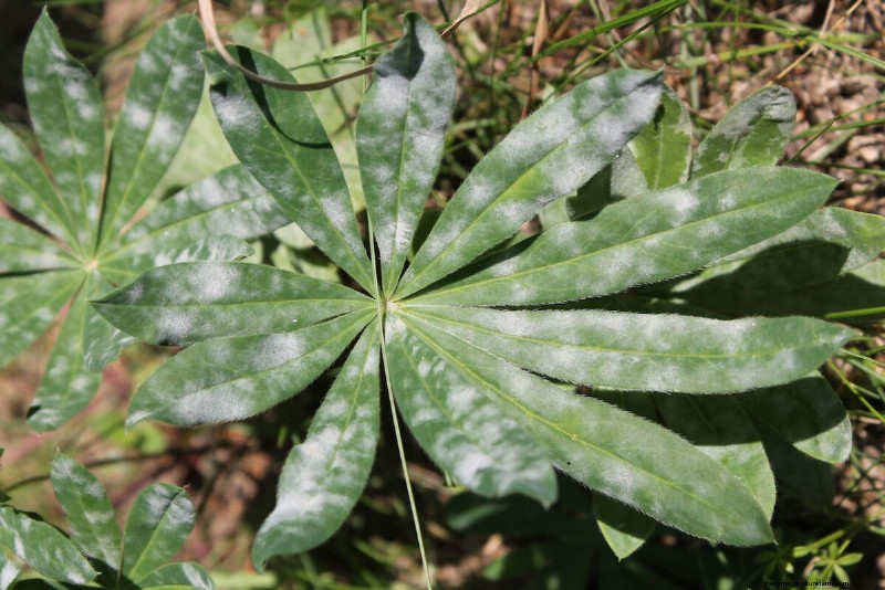 Expert Guide to Post‑Bloom Care for Lupines: Deadheading, Seeding, and Preparing for a Vibrant Next Season