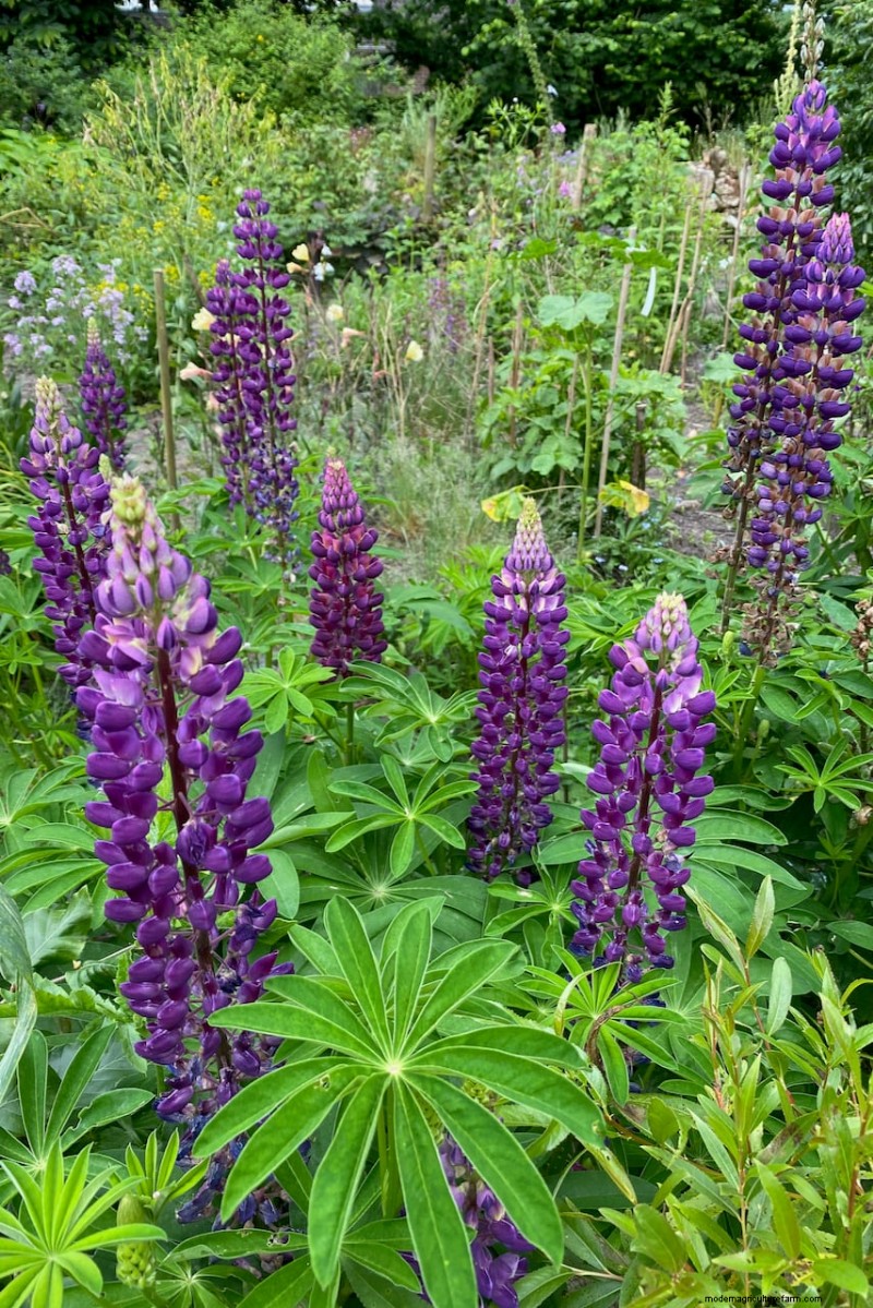Expert Guide to Post‑Bloom Care for Lupines: Deadheading, Seeding, and Preparing for a Vibrant Next Season