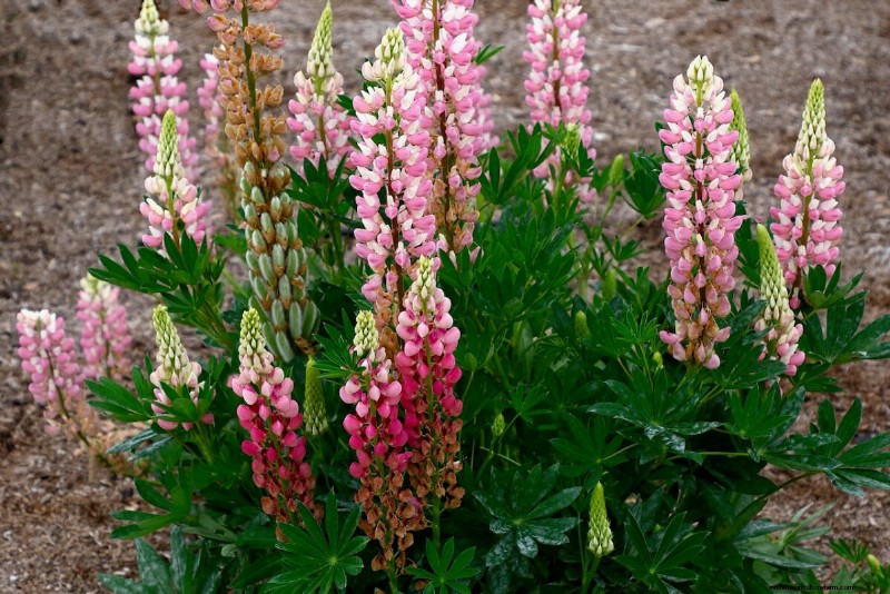 Expert Guide to Post‑Bloom Care for Lupines: Deadheading, Seeding, and Preparing for a Vibrant Next Season