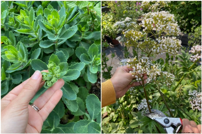 June Perennial Pruning: 4 Proven Reasons to Trim Your Garden